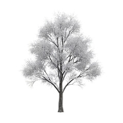 Fototapeta premium Elegant leafless tree silhouette on white background.