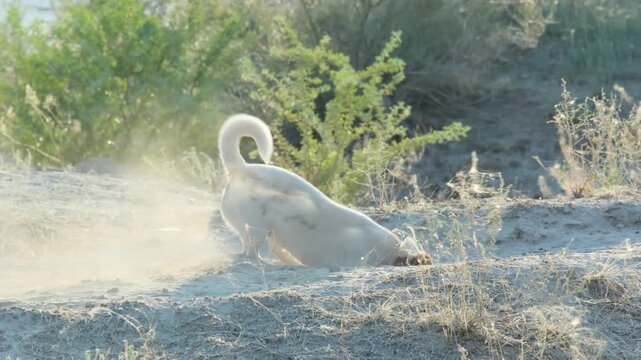 A Jack Russell Terrier dog digs a rodent's hole, the dog shows its hunting instinct.