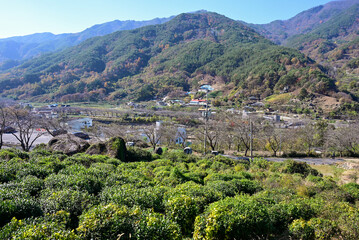 경남 하동 쌍계사 차나무 시배지
