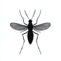 Detailed black silhouette of a mosquito with transparent wings and visible antennae and legs on a white background