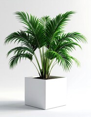 Obraz premium Lush green plant in a white square pot on white