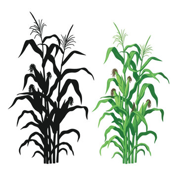 Side by side illustration of corn stalks one in color one as a silhouette