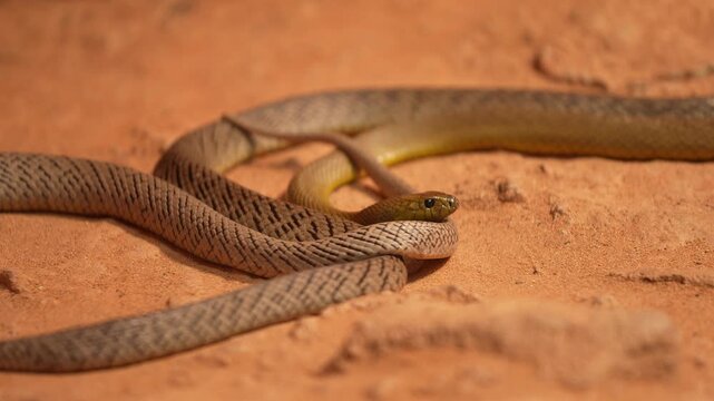 Inland taipan (Oxyuranus microlepidotus), the most venomous snake in the world, also known as the western taipan, small-scaled snake, or fierce snake, a species of extremely venomous snake