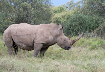  White Rhino (Ceratotherium simum) in Lake Nakuru National Park, Kenya  © Natalia Kuzmina