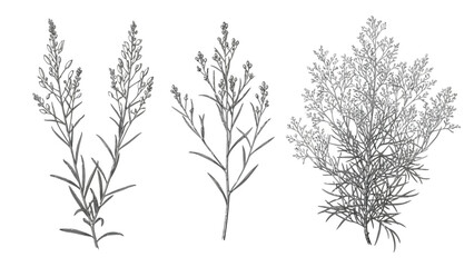 Detailed botanical illustration depicting three different varieties of flowering meadowsweet plants high quality