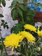 yellow flowers in the garden