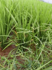 green grass in the morning