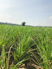 green rice field