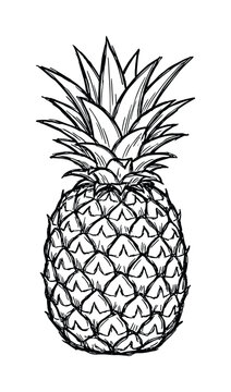 Detailed sketch of a pineapple. Exotic tropical fruit illustration. Black and white drawing of healthy, natural food.