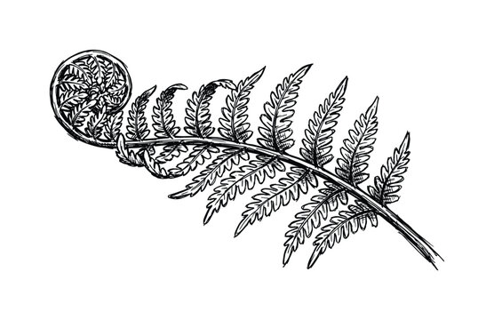 Illustration of a fiddlehead fern. A detailed botanical drawing of a spiral fern shoot and leaves, black and white.