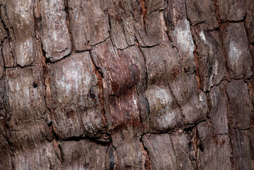 Natural Tree Bark Texture with Rough Organic Surface