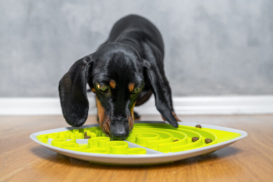 A black and tan dachshund is eating from a green interactive slow feeder placed on a white and gray plate on a wooden floor in a home setting. Mental stress for a puppy