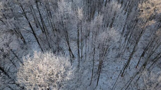 4K drone flies above a frozen alder bog coated in hoarfrost and snow, then tilts into a top-down view to reveal white treetops and marsh textures in a magical winter mood.