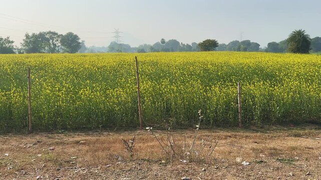 Static wide shot of blooming mustard field in India, yellow crops gently swaying in breeze, barbed wire fencing tied to bamboo posts marking rural farmland boundaries.