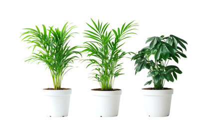 Obraz premium Three varieties of Chamaedorea elegans parlor palm small delicate fronds on transparent background