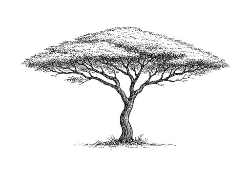 Acacia Tree Hand Drawn Illustration Vector by AZ for Books, Arts, Design and Decoration Graphic Asset