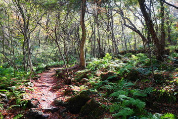 Obraz premium shiny forest and path in the autumn sunlight