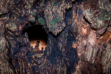 Close-up of rough tree bark texture with deep natural holes, knots, and layered organic patterns