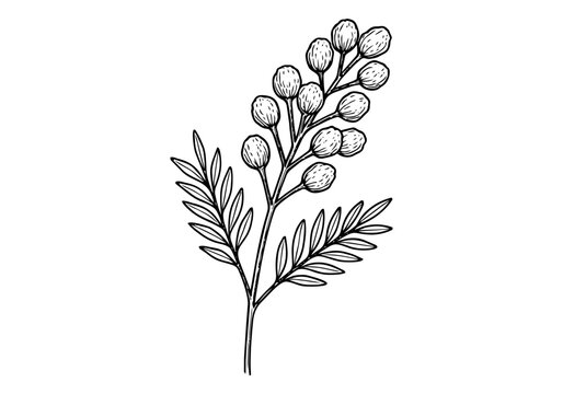 Acacia Tree Hand Drawn Illustration Vector by AZ for Books, Arts, Design and Decoration Graphic Asset