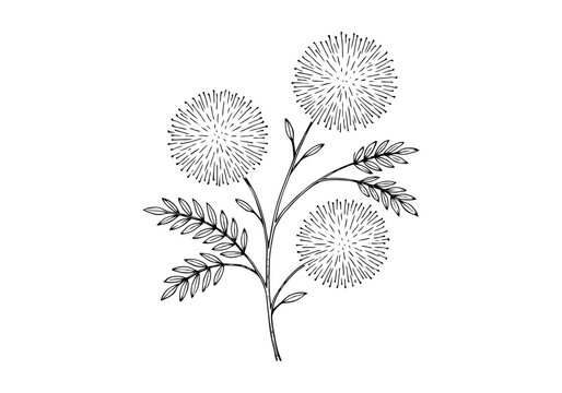 Acacia Tree Hand Drawn Illustration Vector by AZ for Books, Arts, Design and Decoration Graphic Asset