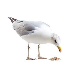 Fototapeta premium Seagull feeding A seagull pecks at food or scavenges along the ground. full length isolate on transparent background