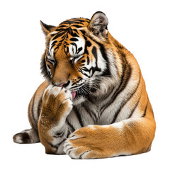 Obraz premium Tiger grooming A tiger licks its paw and wipes its face, cleaning itself carefully. full length isolate on transparent background