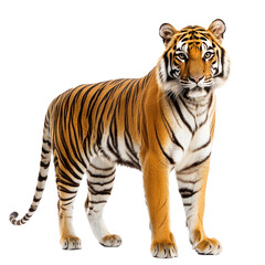 Fototapeta premium Tiger standing A tiger stands tall with its head slightly lowered, tail curled behind. full length isolate on transparent background