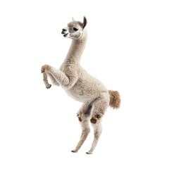 Obraz premium Alpaca playing An alpaca leaps or hops playfully, kicking its legs in the air. full length isolate on transparent background