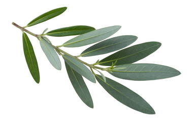 Green leaves on a branch plant nature isolated on a transparent background