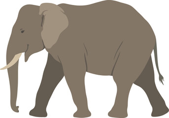 Obraz premium African Elephant Walking Side View Vector Illustration