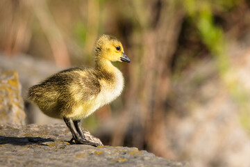 A single, fluffy Canada goose gosling stands in profile on a rock, its downy yellow and brown feathers highlighted by the natural light. A tranquil wildlife scene capturing new life in nature.