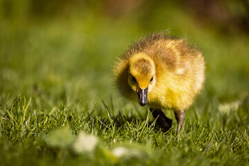 A cute, fluffy yellow gosling foraging and eating fresh green grass in the warm spring sunlight. © Teresa