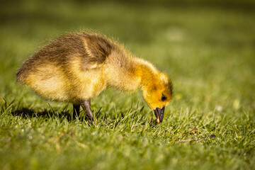 A cute, fluffy yellow gosling foraging and eating fresh green grass in the warm spring sunlight.