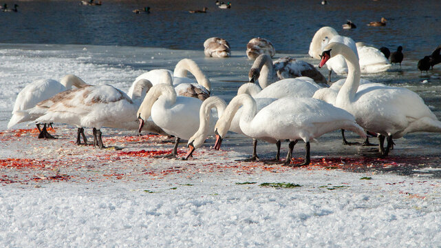 swans on the river