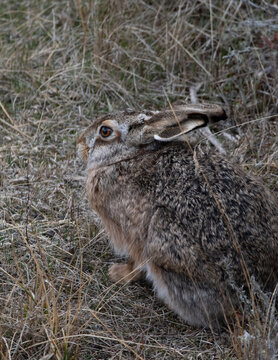 liebre europea entre pastos y roca Lepus europaeus