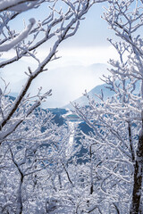 Fototapeta premium 정선군 함백산의 눈꽃 상고대