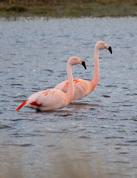 Phoenicopterus chilensis - flamenco chileno en laguna 