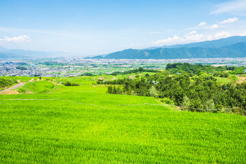 Obraz premium 姨捨の棚田 夏