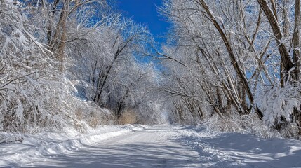 Beautiful winter landscape, snow-covered trees, snowy road, tree-lined path, white nature, sky background with crisp snow details and serene cold-weather scenic setting