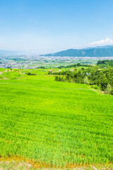 姨捨の棚田　夏