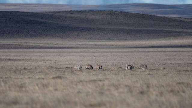 &ntilde;andu en pampa patagona coironal 
Rhea pennata pennata