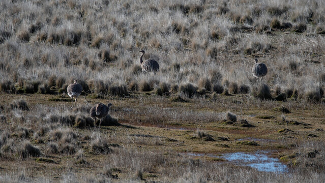 &ntilde;andu en pampa patagona coironal 
Rhea pennata pennata