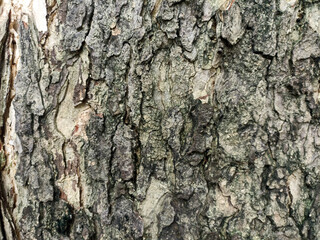 Fototapeta premium Close Up of Rough Tree Bark Texture with Natural Wood Color