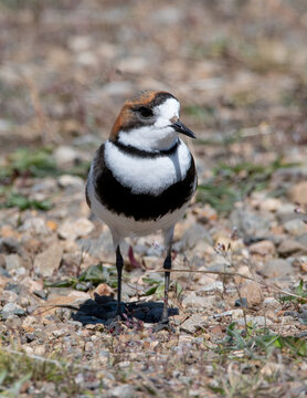 Chorlo doble collar, chorlitejo, pollito de mar,
entre piedras y pasto en patagonia
Anarhynchus falckandicus