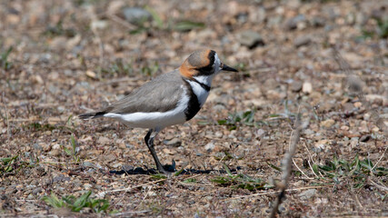 Obraz premium Chorlo doble collar, chorlitejo, pollito de mar, entre piedras y pasto en patagonia Anarhynchus falckandicus