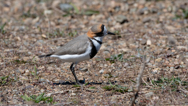 Chorlo doble collar, chorlitejo, pollito de mar,
entre piedras y pasto en patagonia
Anarhynchus falckandicus