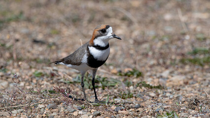 Chorlo doble collar, chorlitejo, pollito de mar,
entre piedras y pasto en patagonia
Anarhynchus falckandicus