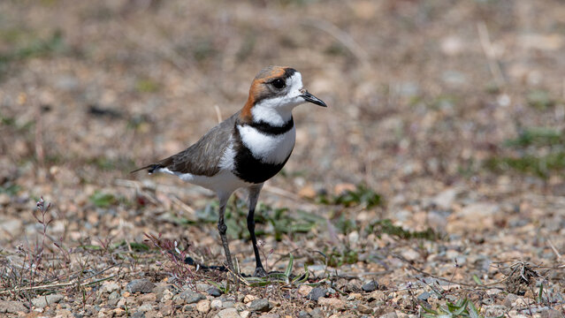 Chorlo doble collar, chorlitejo, pollito de mar,
entre piedras y pasto en patagonia
Anarhynchus falckandicus