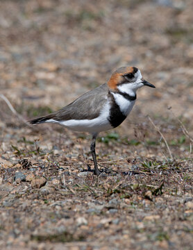Chorlo doble collar, chorlitejo, pollito de mar,
entre piedras y pasto en patagonia
Anarhynchus falckandicus