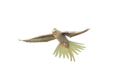 Obraz premium Beautiful flying Cockatiel parrot isolated on transparent background png file